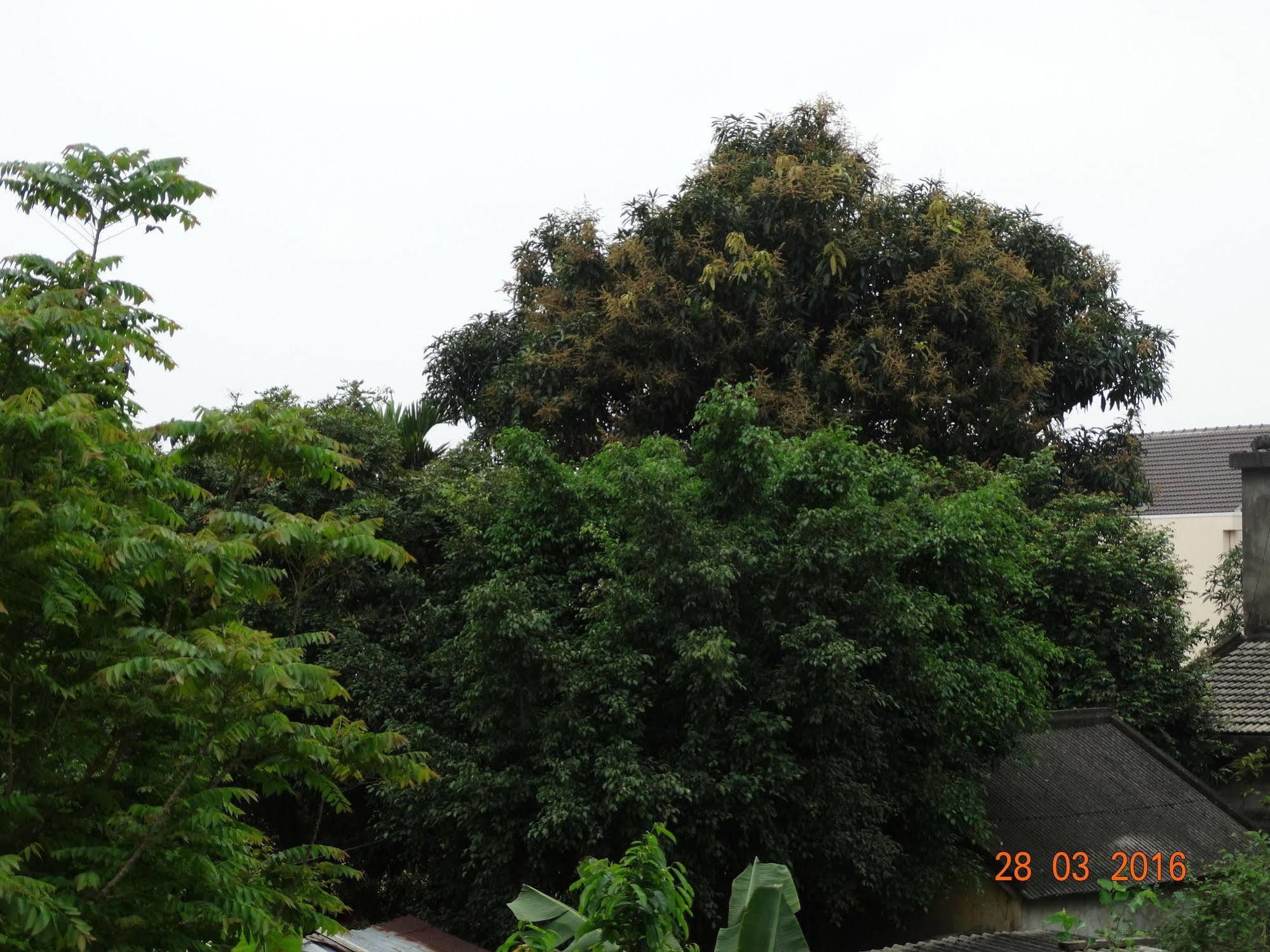 Yellow House Homestay Hoi An Exterior foto
